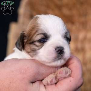 Seth, Teddy Bear Puppy